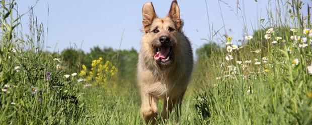 Racko - ein Hund für alle Fälle