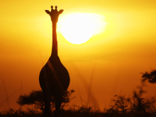 Terra X: Serengeti Terra X: Serengeti