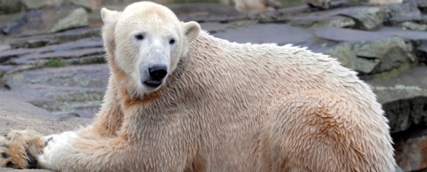 Eisbär Knut