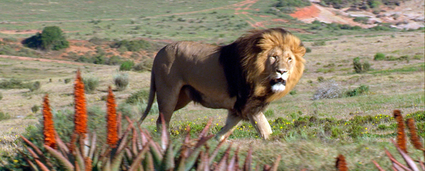 Am Kap der wilden Tiere