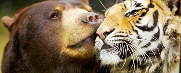 Unglaubliche Tierfreundschaften