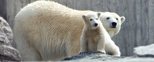 Eisbär, Affe & Co.