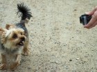 Hund und GoPro
