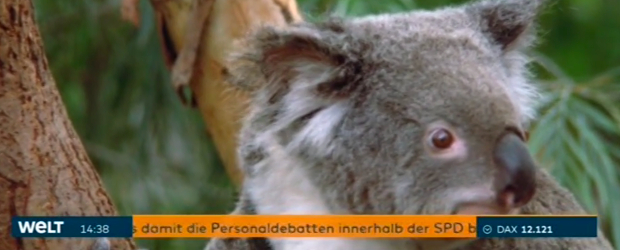 Koala-Doku bei Welt Koala-Doku bei Welt
