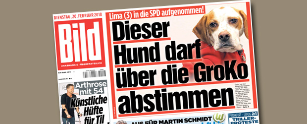 Bild-Hund