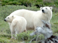 Eisbären und Belugas