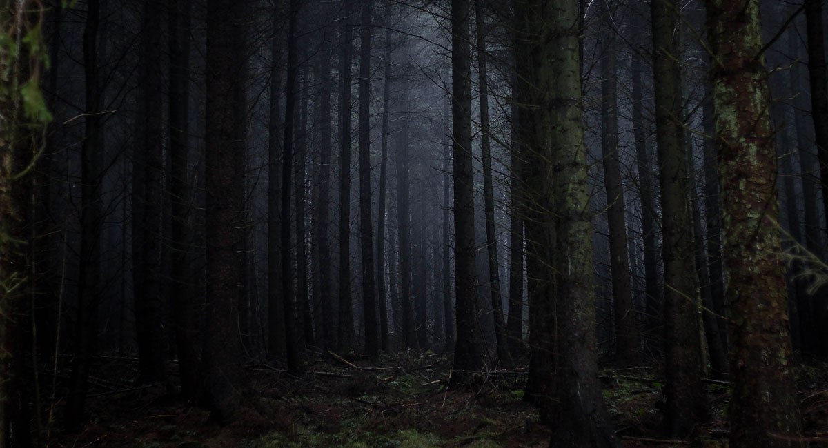 Sehr dunkler Wald