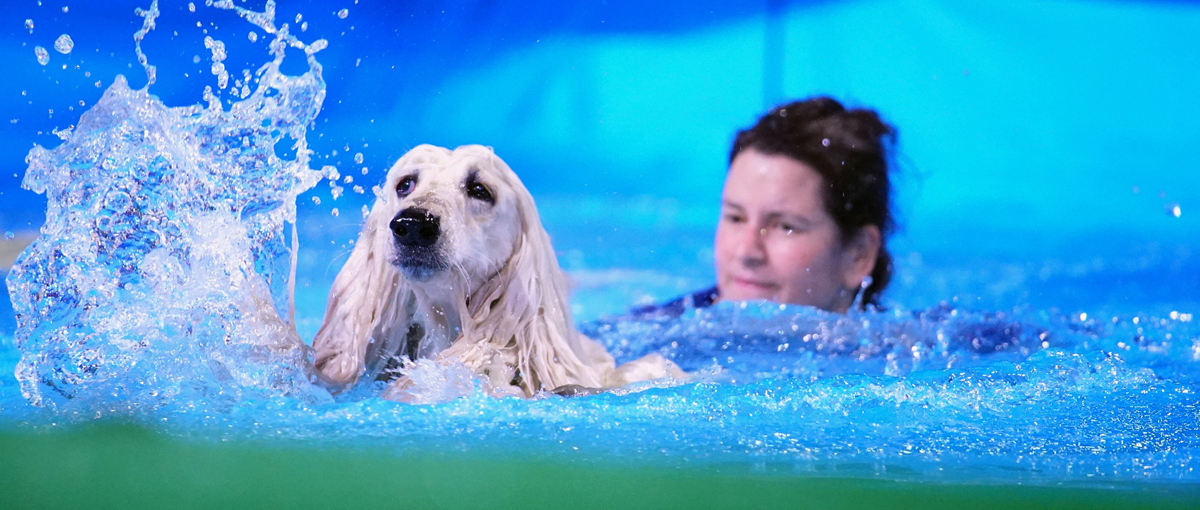 "Top Dog Germany" Mehr Spaß als bei den "Ninjas" DWDL.de