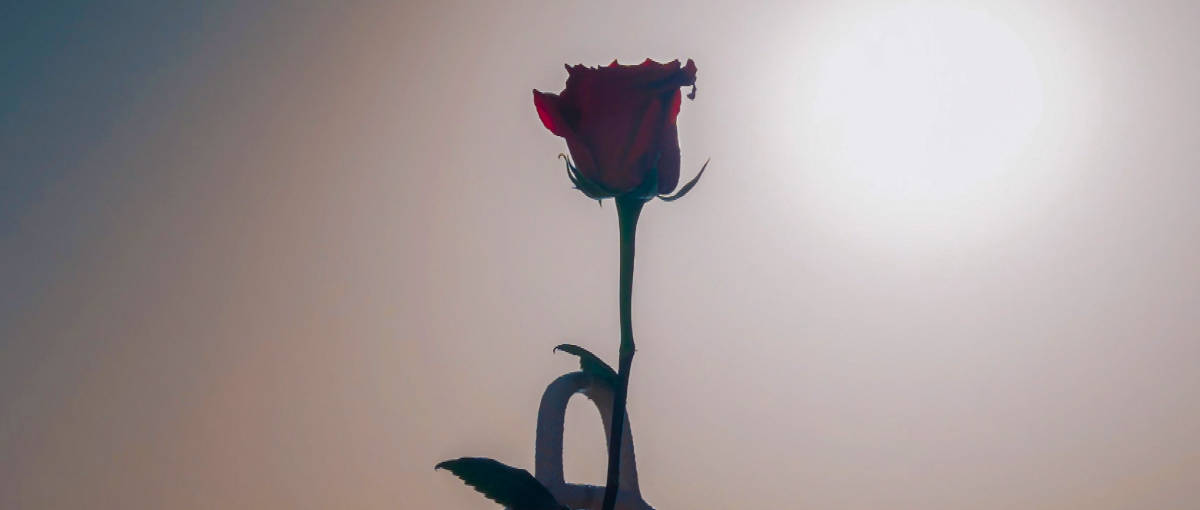 Bachelorette