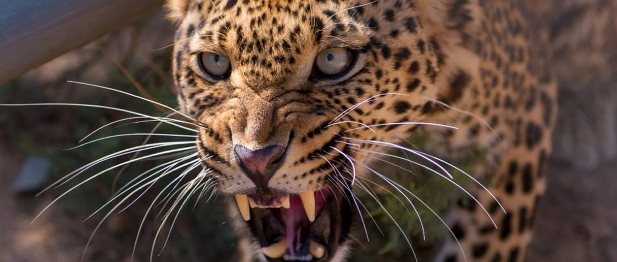 Big Cat Februar