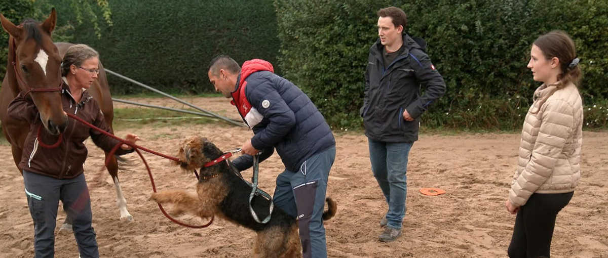 Rabauken auf 4 Pfoten